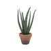 Aloe Vera EVA Pot - Artificial pots and plants&nbsp; by Casaliving&nbsp;