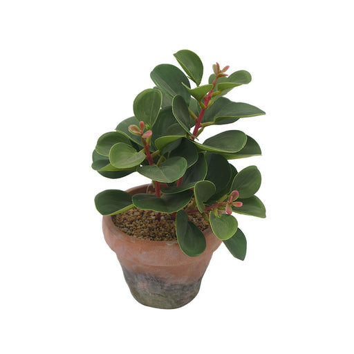 Baby Rubber Plant Clay Pot - Artificial pots and plants&nbsp; by Casaliving&nbsp;