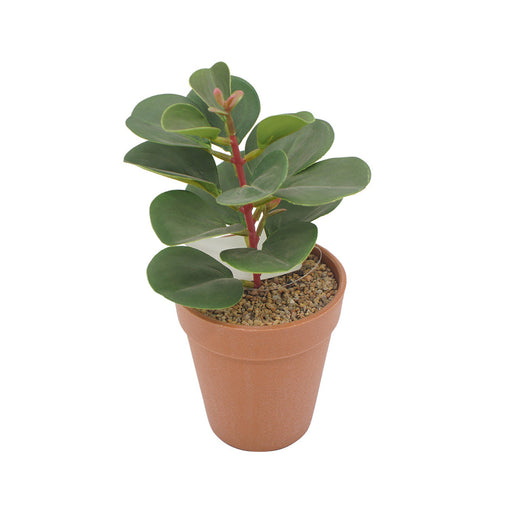 Baby Rubber Plant Plastic Pot - Artificial pots and plants&nbsp; by Casaliving&nbsp;