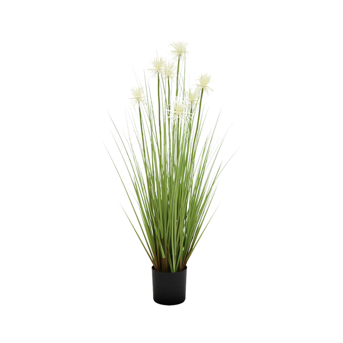 36 Sea Urchin Grass P Pot