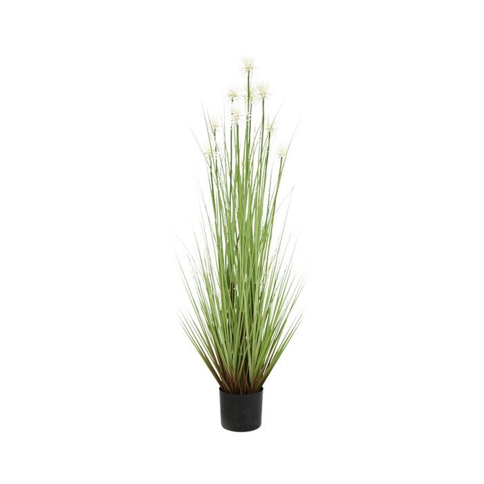 48 Sea Urchin Grass P Pot