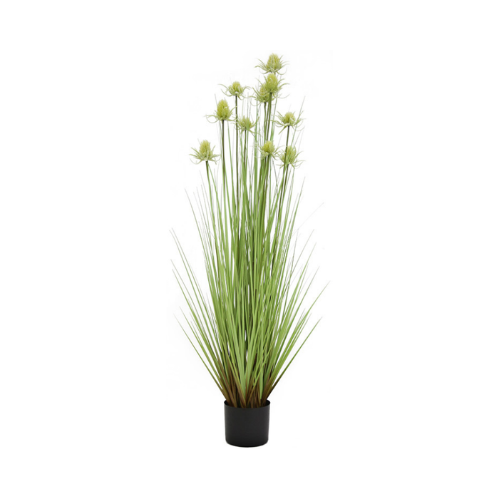 48 Thistle Grass Plastic Pot