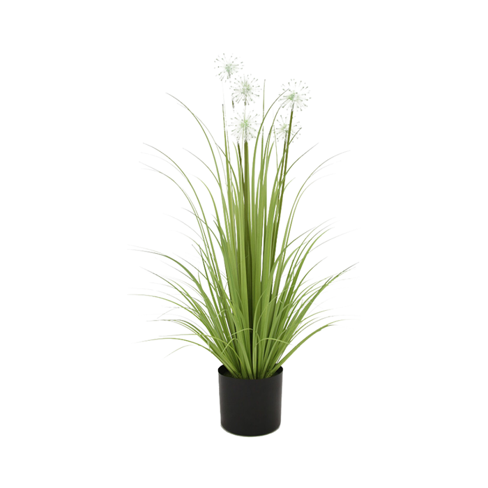 35 Dandelion Grass P Pot
