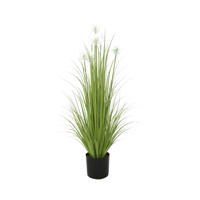44 Dandelion Grass P Pot