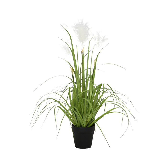 21 Reed Grass Plastic Pot