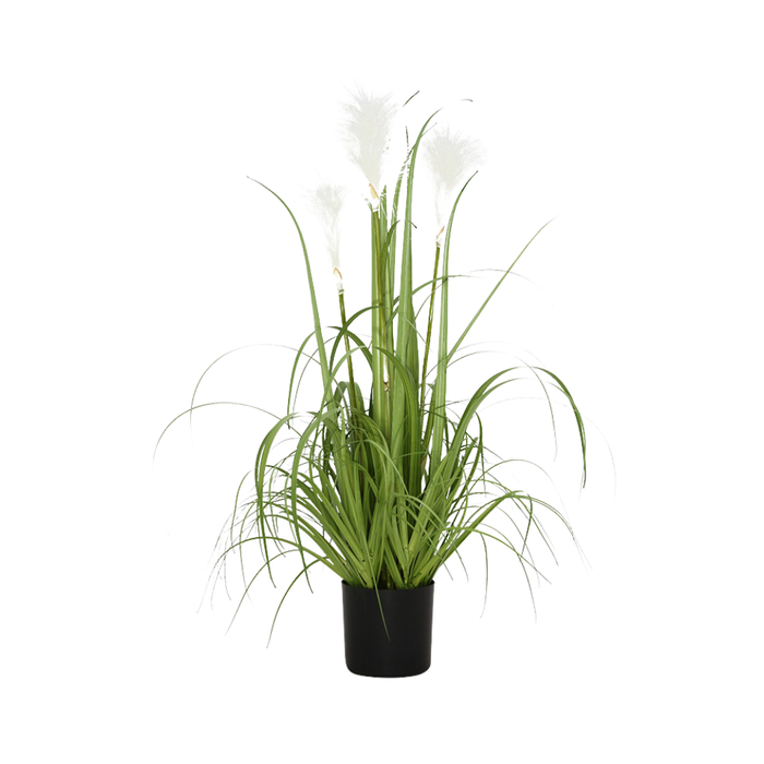 32 Reed Grass Plastic Pot