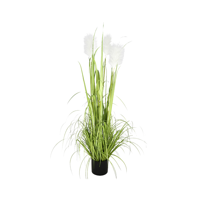 48 Reed Grass Plastic Pot