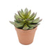 Green Lotus Plastic Pot - Artificial pots and plants&nbsp; by Casaliving&nbsp;