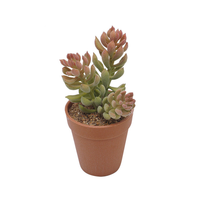 Jelly Bean Plant Plastic Pot - Artificial pots and plants&nbsp; by Casaliving&nbsp;