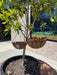 Metal hanging baskets /w Liner planter pot