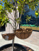 Metal hanging baskets /w Liner planter pot