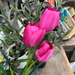 Pink Artificial Tulip Bunch -  Artificial Flowers by Casaliving&nbsp;