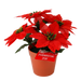 Poinsettia Pot 4 Head 23cm | Christmas Decorations, Gifts, and Accessories by Casaliving